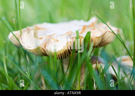 Großbritannien UK Nahaufnahme von Kiemen der Wiese Waxcap (Hygrocybe Pratensis) Pilze wachsen im Garten Rasen Rasen im Herbst Stockfoto