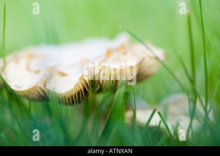 Nahaufnahme Detail der Kiemen von Wiese Waxcap (Hygrocybe pratensis) Pilz im Gras im Herbst wächst. Großbritannien Großbritannien Stockfoto