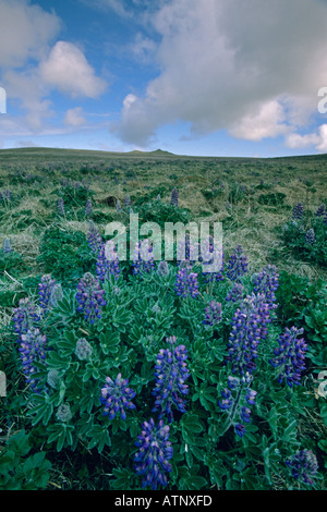 Nootka Lupine (Lupinus Nootkatenisis) St.-Paul-Insel, Pribilofs, Beringmeer, Alaska Juli Stockfoto