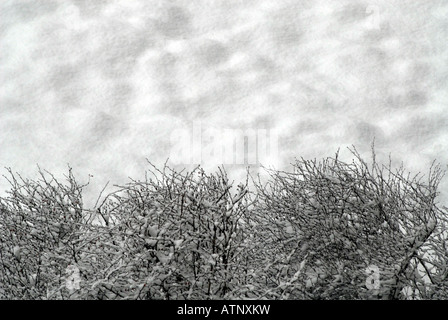 Winter Schneefall decken sanft Rasenflächen und Bäume in New York City Stockfoto