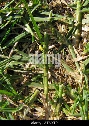 Ameise mit Nahrungsmitteln Stockfoto