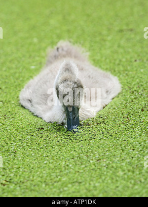 HÖCKERSCHWAN CYGNUS SOLAR CYGNET FRESSEN WASSERLINSEN VORDERANSICHT Stockfoto