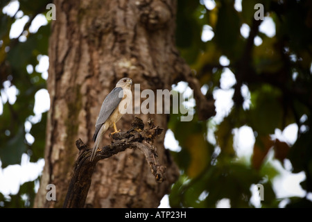 Shikra Accipiter Badius Raubvogel hocken auf Baum in Kanha National Park Madhya Pradesh Indien Asien Stockfoto
