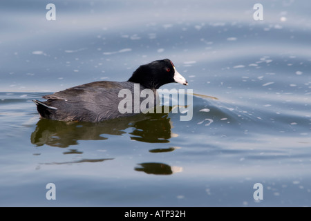 Ein Amerikanisches Blässhuhn, Fulica Americana, in Palo Alto Baylands Naturschutzgebiet in Kalifornien, USA. Stockfoto