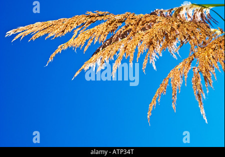 Pampasgras Stockfoto