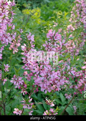 Zwerg russischen Mandel (Prunus acaulis) Stockfoto