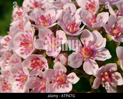 Sonnenschirm (darmera peltata Syn. peltiphyllum peltatum) Stockfoto