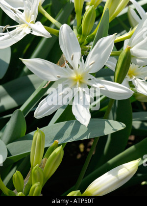 Meer Narzisse (pancratium illyricum) Stockfoto