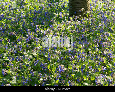 Kaukasische Beinwell (symphytum caucasicum) Stockfoto