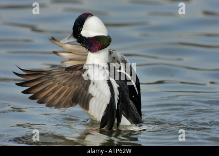 Bufflehead Ente Drake mit Flügeln auf Lagune Victoria British Columbia Kanada Stockfoto