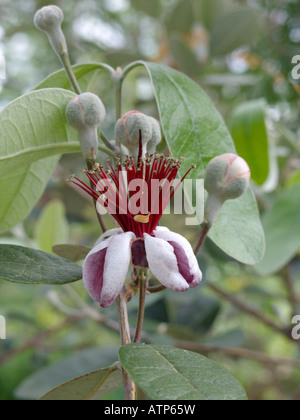 Ananas Guave (acca sellowiana) Stockfoto