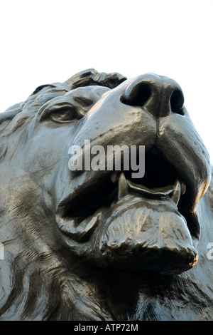 Löwen an der Basis der Nelsonsäule am Trafalgar Square in London, UK Stockfoto
