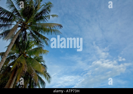 Palmen und Himmelshintergrund Stockfoto