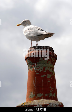 Silbermöwe auf einen Schornstein in Cornwall UK Stockfoto