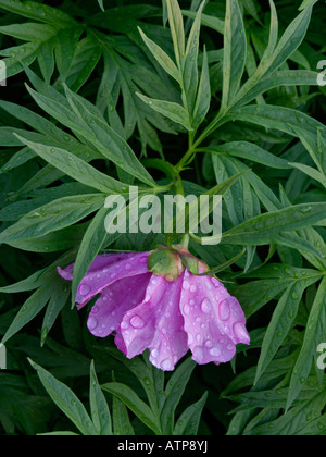 Pfingstrose (paeonia Anomala) Stockfoto