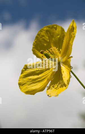 Gelber Mohn mit Regentropfen Stockfoto