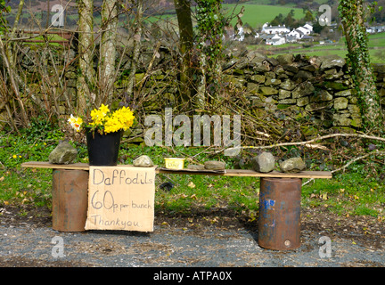 Frühling im Lythe Valley, Lake District, Cumbria UK, mit Narzissen zum Verkauf am Straßenrand Stockfoto