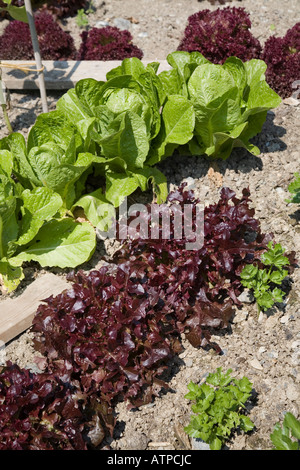Grüner Blattsalat und roter Kopfsalat Lactuca Sativa im Garten Wales UK auswählen Stockfoto