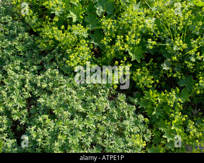 Der alpine Dame Mantel (alchemilla alpina) und Frauenmantel (Alchemilla conjuncta) Stockfoto