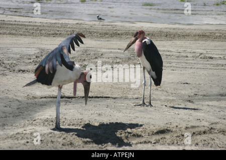 Afrika Tansania Lake Manyara Nationalpark zwei Marabu Störche Leptoptilos Crumeniferus stehen die Ufer des Sees Stockfoto