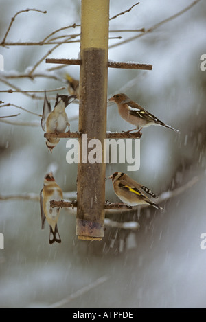 Stieglitze und Buchfinken auf Niger Feeder im Schnee Stockfoto