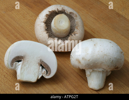 Zuchtpilze, Agaricus bisporus Stockfoto