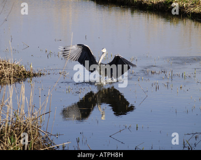 Graureiher, Ardea Cinerea, Landung im Wasser bei Bude Marshes. Bude Marshes wurde 1983 eine lokale Nature Reserve (LNR) erklärt. Stockfoto