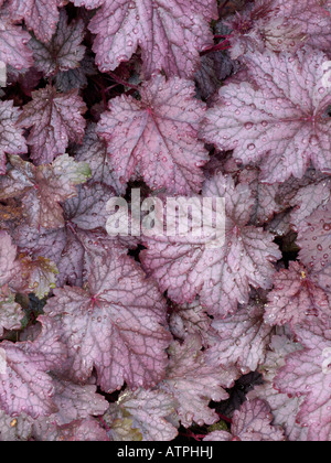 Alumroot (heuchera) Stockfoto