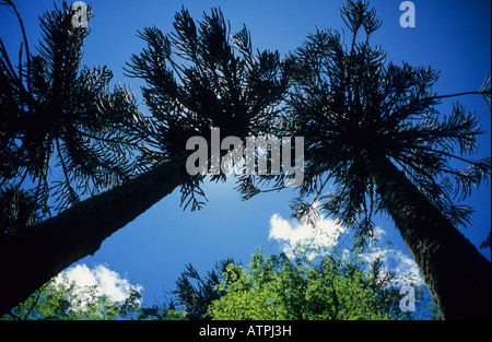 Native Araukarien, Parque Nacional Huerquehue, Patagonien, Chile Stockfoto