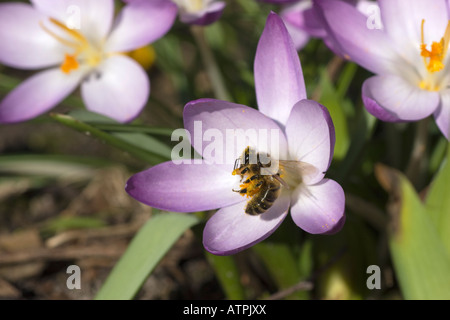 Nahaufnahme von lila Crocus Tommasinianus Blüten mit orange Staubbeutel und Honigbiene Blütenstaub zu sammeln. 10. Februar 2008 Stockfoto