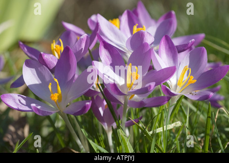 Nahaufnahme einer Gruppe von lila Crocus Tommasinianus Blüten mit Orangen Staubbeuteln wächst Gras. 10. Februar 2008 Stockfoto