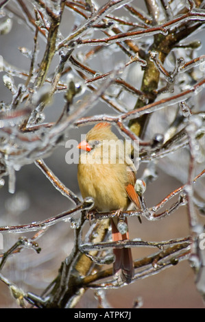 Weiblich-Kardinal thront in Eis verkrusteten Stern-Magnolie Floyd County Indiana Stockfoto