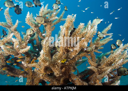 Diese empfindlicheren Steinkorallen Acropora Subglabra findet sich in Schutzgebieten mit klarem Wasser und einem weichen Substrat, Fidschi-Inseln. Stockfoto