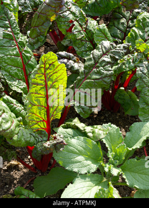 Mangold (Beta vulgaris var. cicla 'Vulkan') Stockfoto