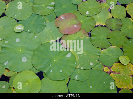 Lily Pond Ubud Bali Indonesien Stockfoto