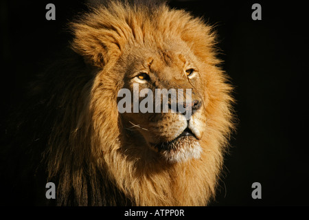 Porträt eines großen männlichen afrikanischen Löwen (Panthera Leo), vor einem schwarzen Hintergrund, Südafrika Stockfoto