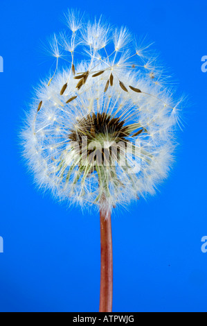 Löwenzahn Stockfoto