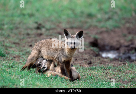 Hieb-eared Fuchs Stockfoto