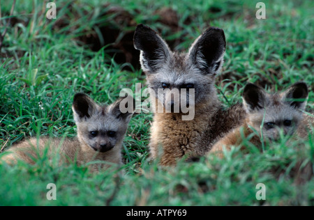 Hieb-eared Fuchs Stockfoto