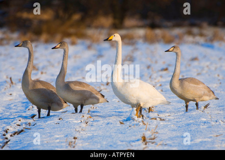 Singschwan Stockfoto