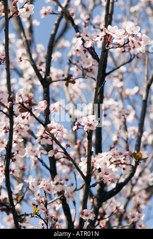 Kirschbaum, Sakura Blüten, Nahaufnahme Blick, Altstadt Dali, Yunnan Provinz, China Stockfoto
