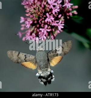 Motte Humming Bird Hawk Moth ernähren sich von roten Baldrian September UK Stockfoto