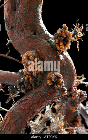 Knötchen auf der Wurzel eines Baumes Erle. Stockfoto