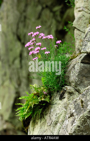 Cheddar Pink Stockfoto