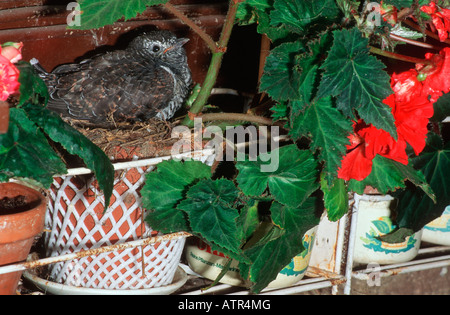 Gemeinsamen Kuckuck Stockfoto