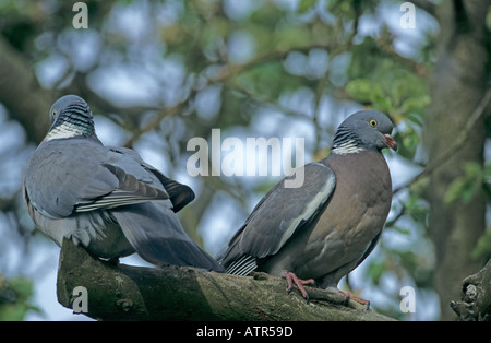 Zwei Ringeltauben thront in Baum Stockfoto