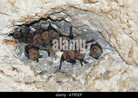 Mittelmeer-Hufeisennase Stockfoto