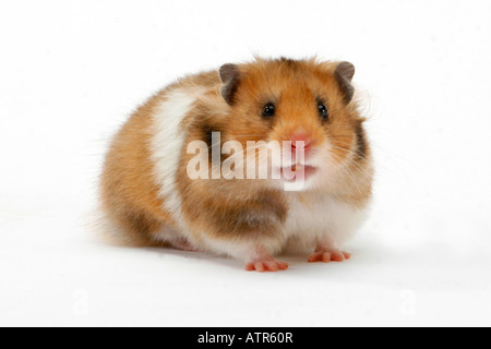 Goldhamster Stockfoto