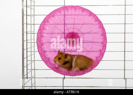 Goldhamster Stockfoto