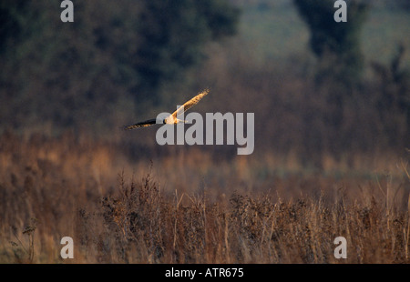 weibliche Kornweihe im Flug über Fasan decken Norfolk UK Stockfoto